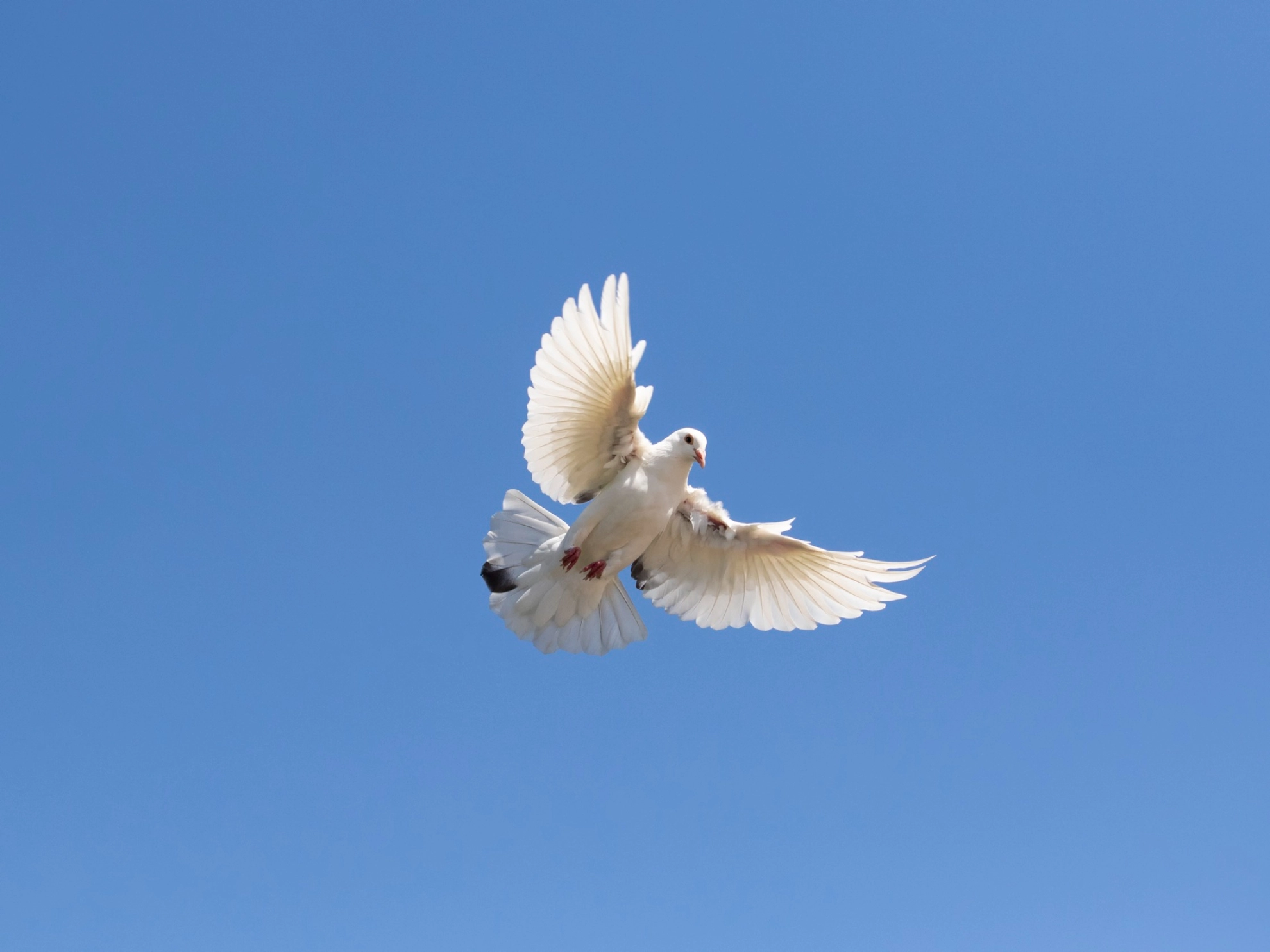 Friedenstaube, Antikriegstag